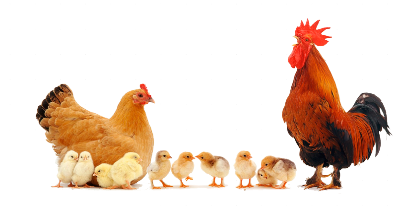chicken-power-pets1.png